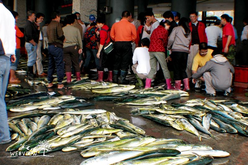 成功漁港魚市場拍賣現場,地上排滿鬼頭刀