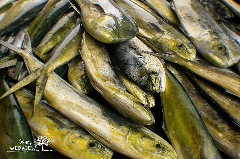 成功漁港魚市場成排的鬼頭刀