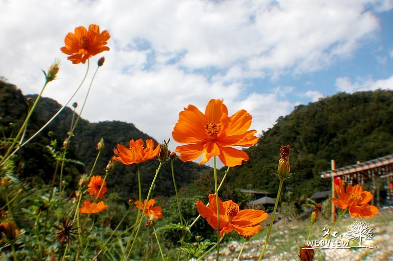 東河橋邊盛開的橘色波斯菊