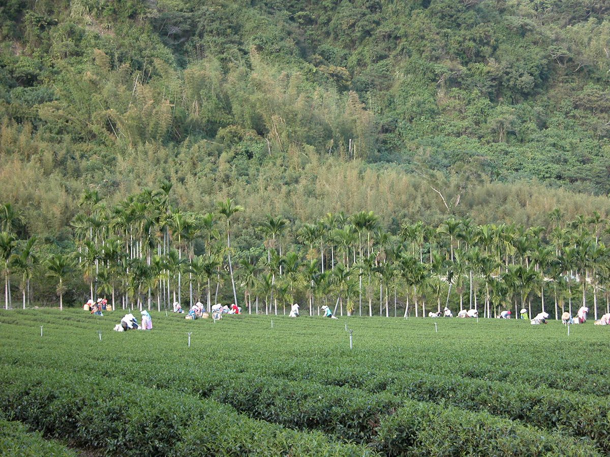 鹿野高台觀光茶園的茶樹與檳榔樹